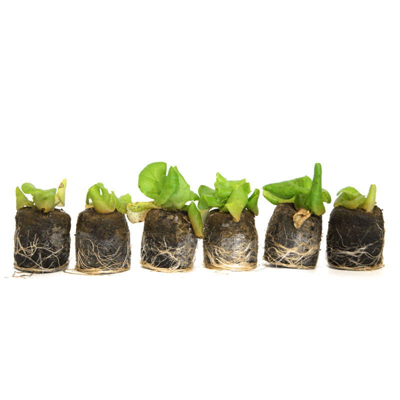 VG Garden - Lot de 6 plants de Laitue pommée de Pologne