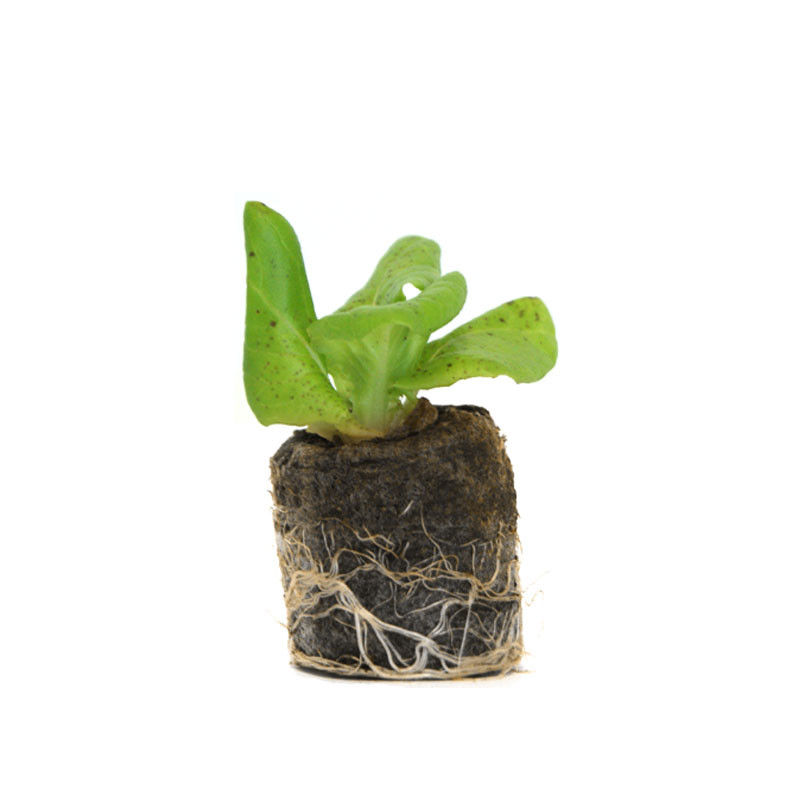 VG Garden - Lot de 6 plants de Laitue pommée de Pologne