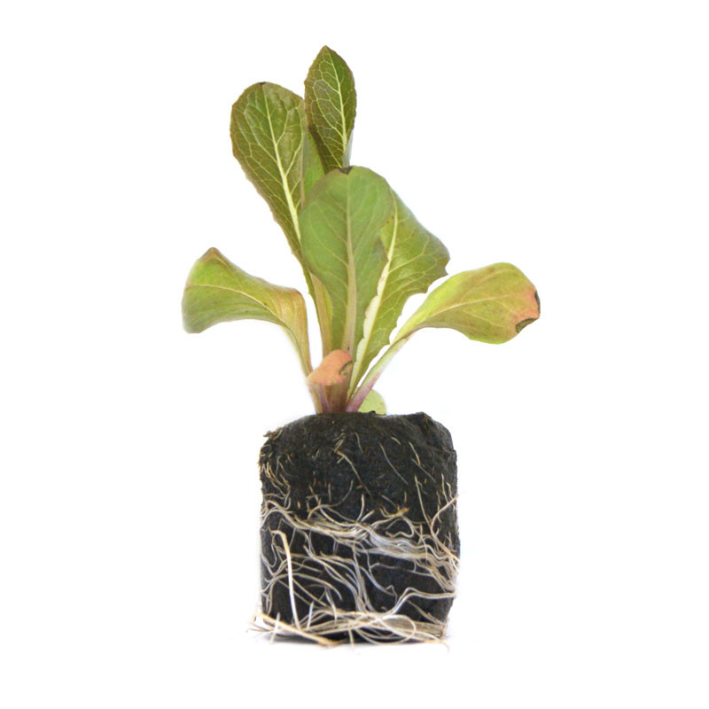 VG Garden - Lot de 6 plants de Laitue romaine d'hiver Sainte Marthe