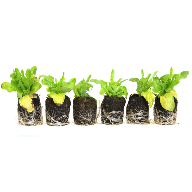 VG Garden - Lot de 6 plants de Laitue Cressonnette Marocaine