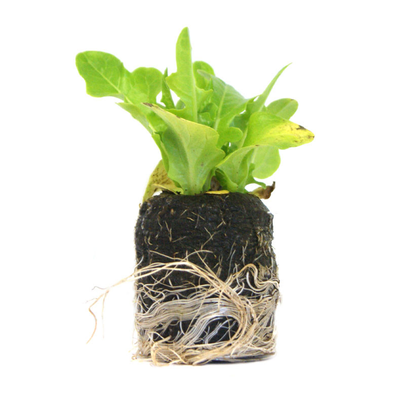 VG Garden - Lotto di 6 piante di lattuga Moroccan Cress