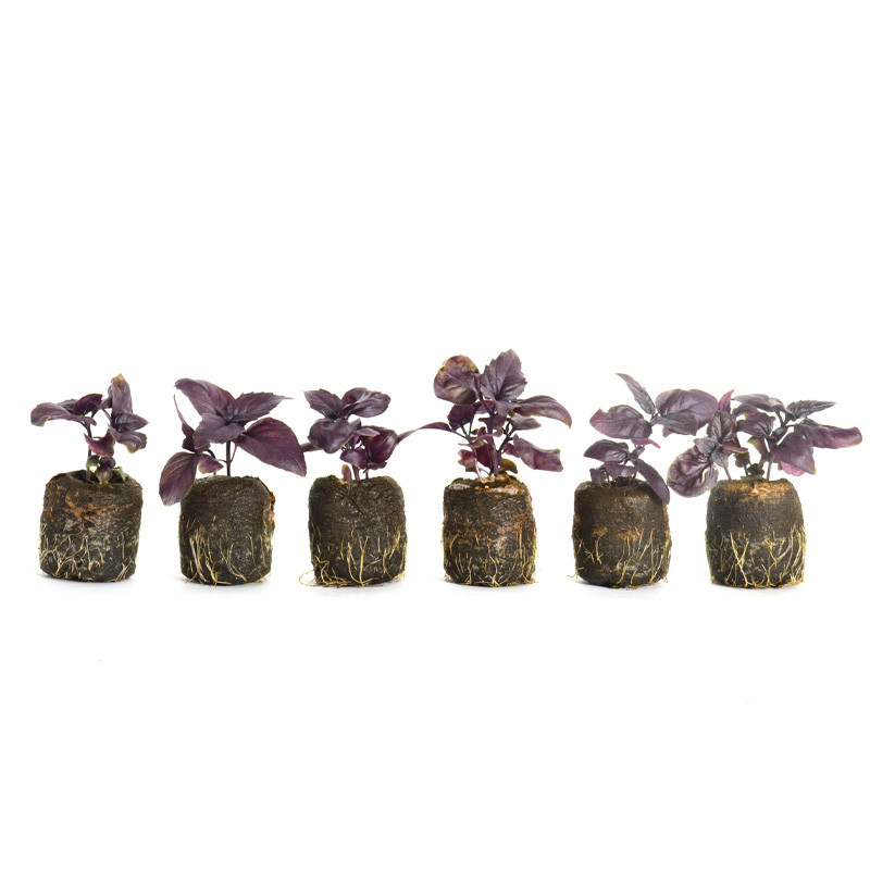 VG Garden - Lot de 6 plants de Basilic rouge Osmin