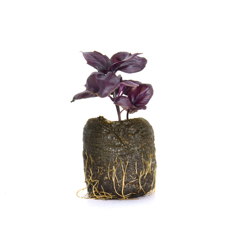 VG Garden - Batch of 6 Osmin red basil plants