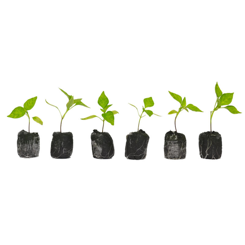 VG Garden - Lot de 6 plants de Poivron Corno Di Toro