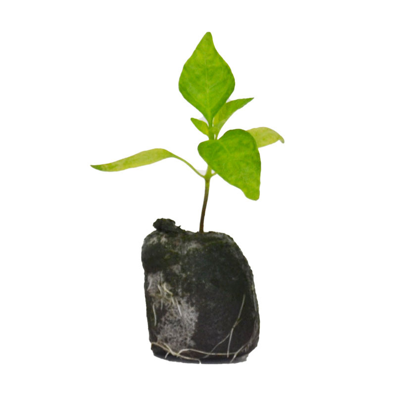 VG Garden - Lot de 6 plants de Poivron Corno Di Toro