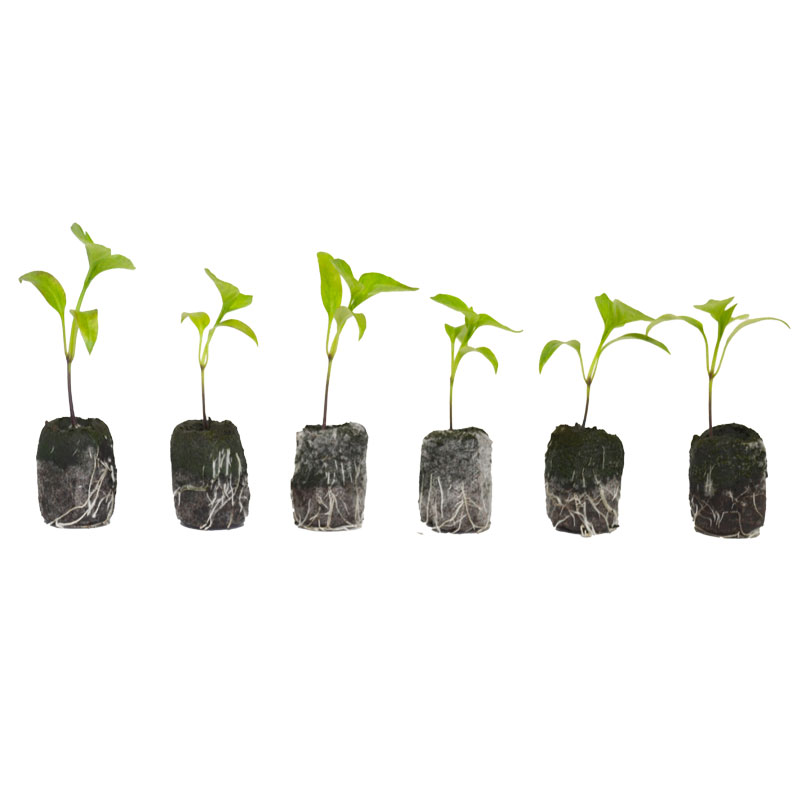 LOT DE 6 PLANTS DE POIVRON ORANGE CALIFORNIA WONDER