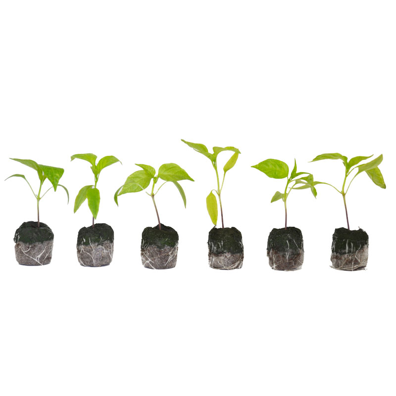 LOT DE 6 PLANTS DE PIMENT DE CAYENNE