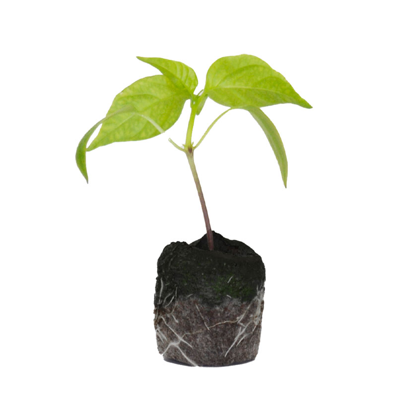VG Garden - Lot de 6 plants de Piment de Cayenne