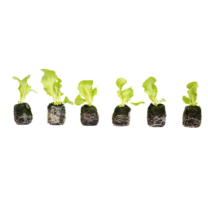 VG Garden - Lot de 6 plants de Laitue Pommee Express