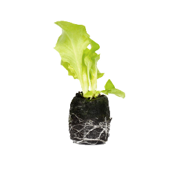 VG Garden - Batch of 6 Express Apple Lettuce plants