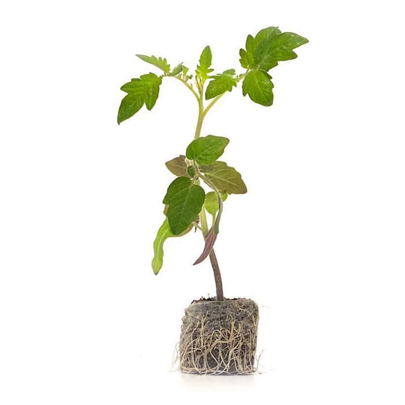 VG Garden - Lot de 6 plants de Tomate Cerise