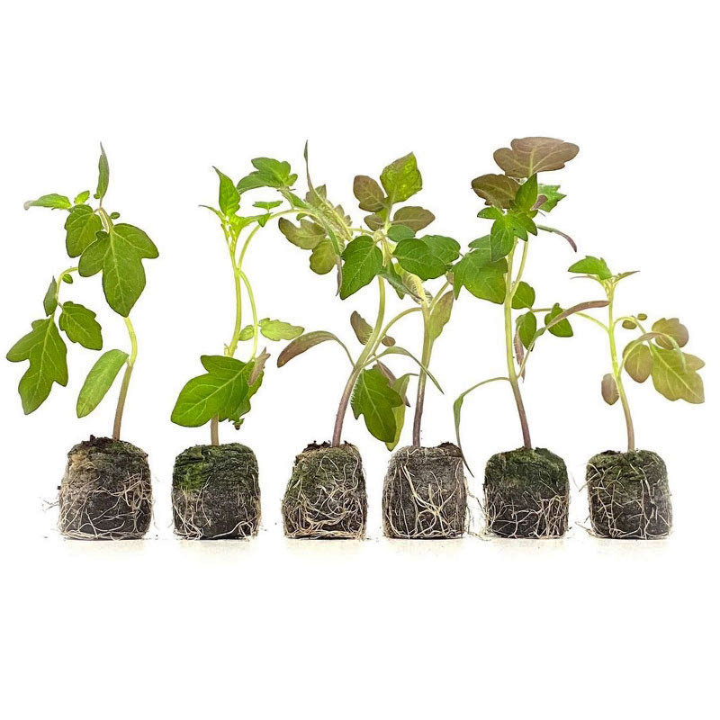 VG Garden - Lot de 6 plants de Tomate Cerise