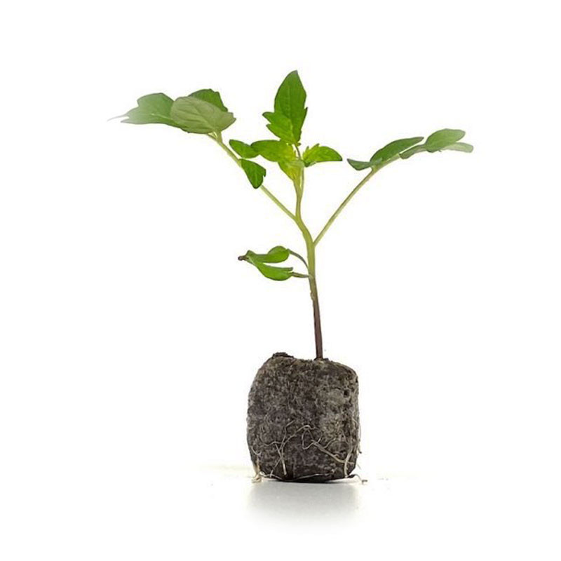VG Garden - Lot de 6 plants de Tomate Cocktail - Clémentine