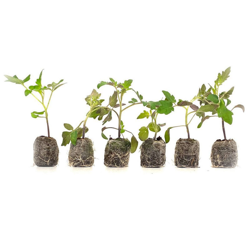 VG Garden - Lot de 6 plants de Tomate Cocktail - Clémentine