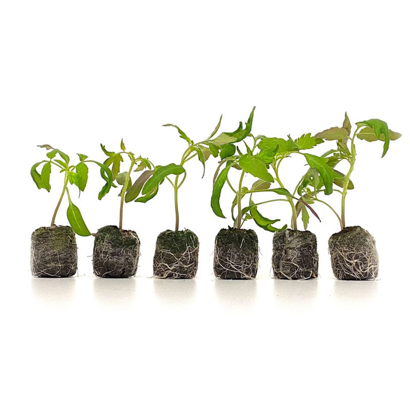 VG Garden - Batch of 6 beef heart tomato plants
