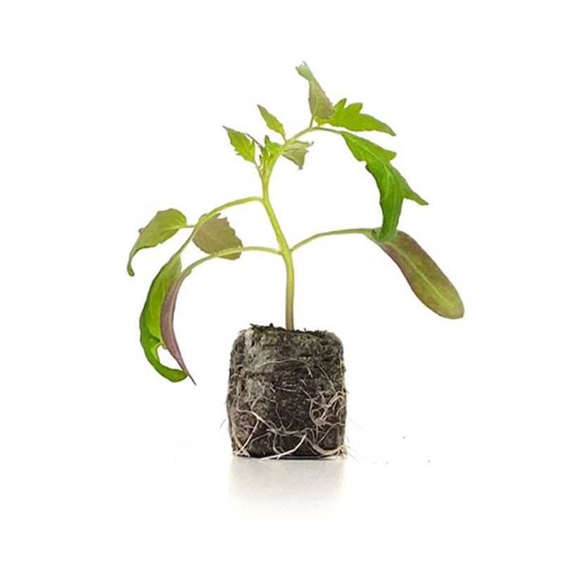 VG Garden - Batch of 6 beef heart tomato plants
