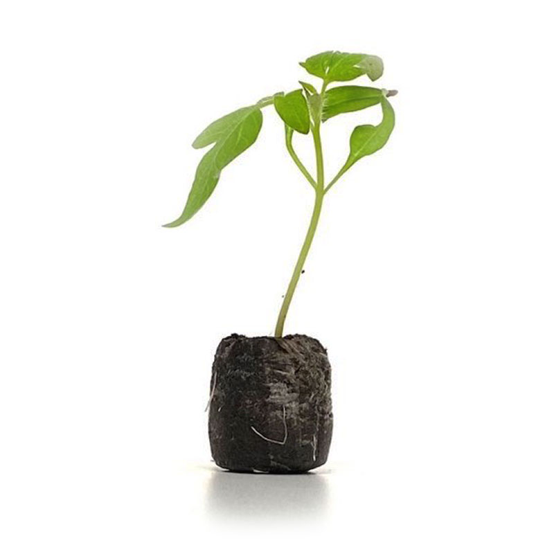 VG Garden - Partij van 6 Marmande tomatenplanten