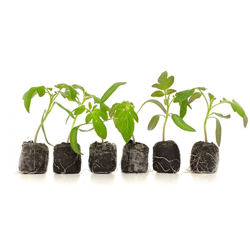 LOT DE 6 PLANTS DE TOMATE MARMANDE
