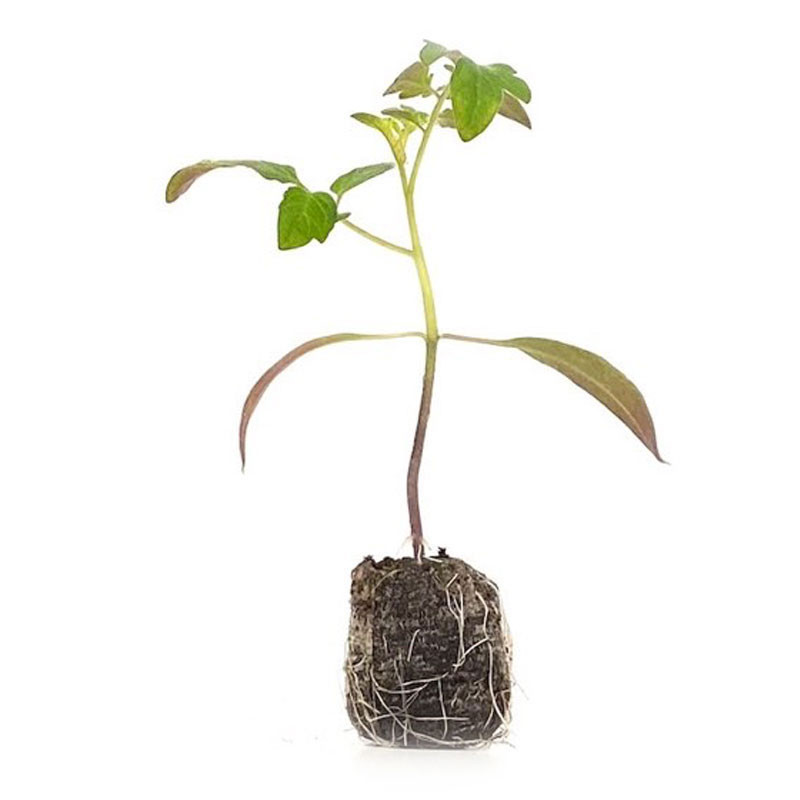 VG Garden - Lot de 6 plants de Tomate noire de Crimée