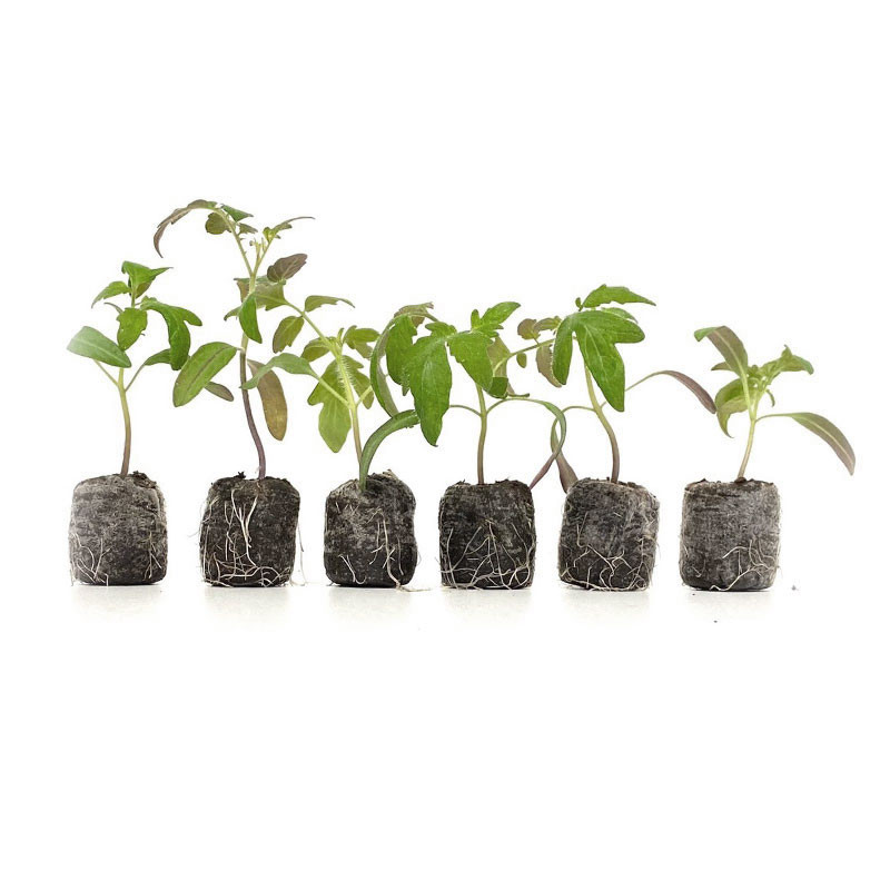 VG Garden - Lot de 6 plants de Tomate noire de Crimée