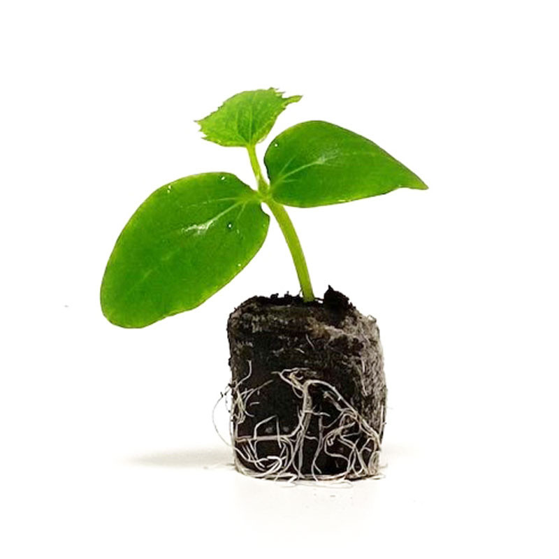 VG Garden - Lot de 6 plants de Concombre Marketmore