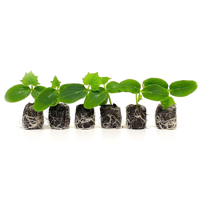 VG Garden - Batch of 6 Marketmore Cucumber plants