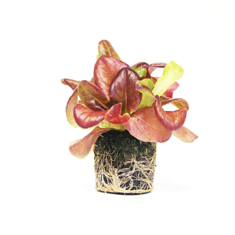 VG Garden - Lot de 6 plants de Laitue romaine rouge Oreille du Diable