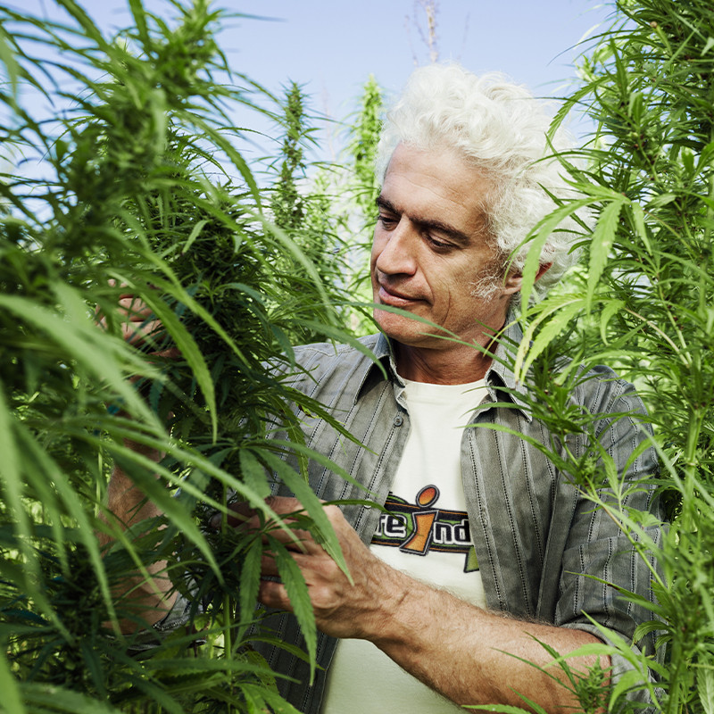 Programa de prácticas y formación en el cultivo de CBD