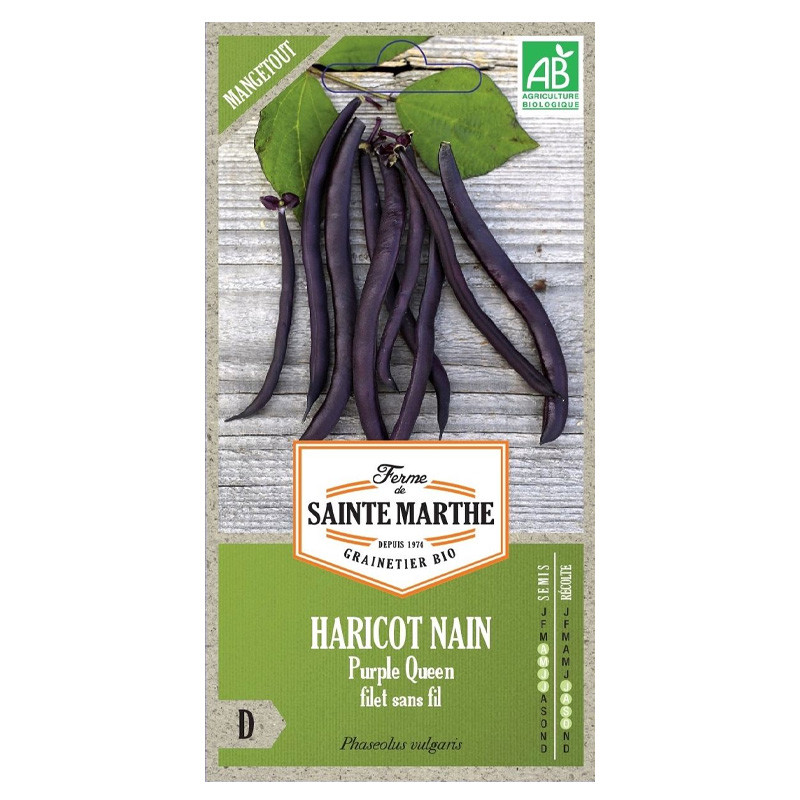 La ferme Sainte Marthe - 350 graines AB - Haricot nain purple queen filet sans fil mangetout