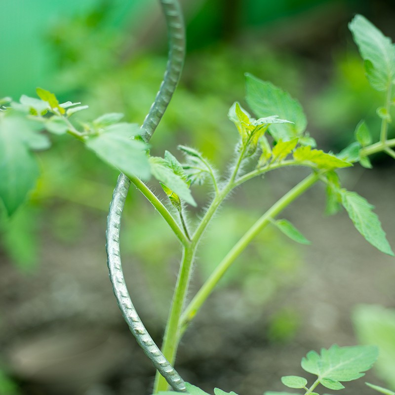 Tomatenstab verzinkt spiralförmig H150cmx Ø6,8mm