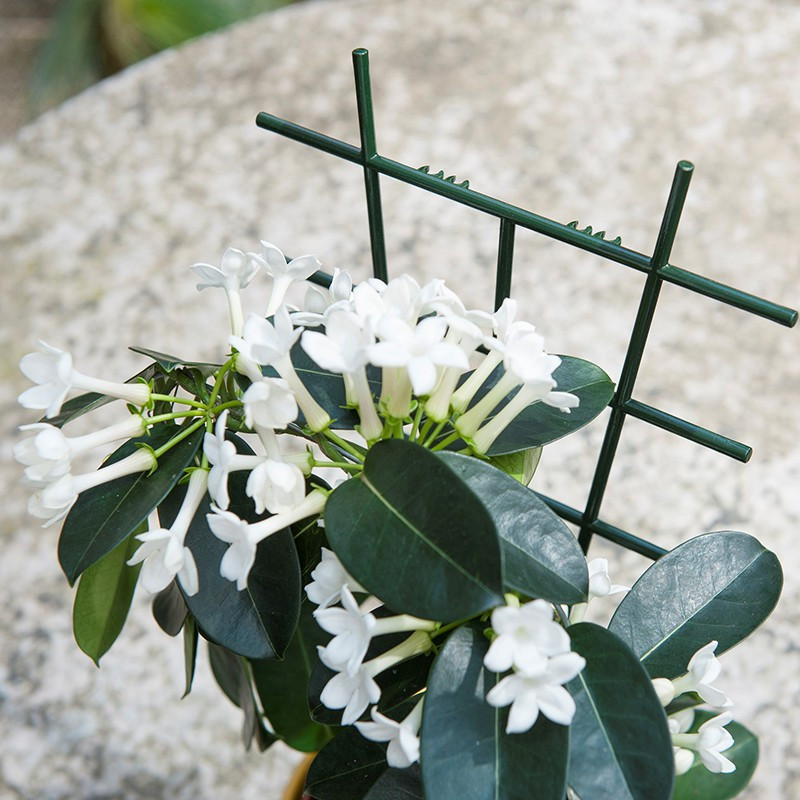 2 green ladder stakes for climbing plants 37x23cm