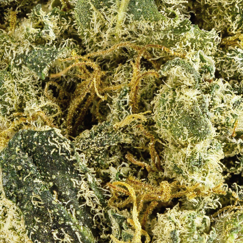 CBD Amnesia Bloem - Wellness Binnen