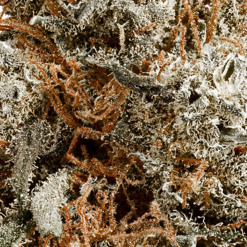 Blackberry - Ontspannende CBD-bloesem voor binnen