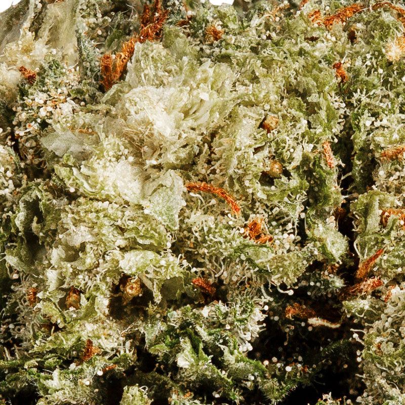 Monster Kush - Fiore rilassante CBD Indoor