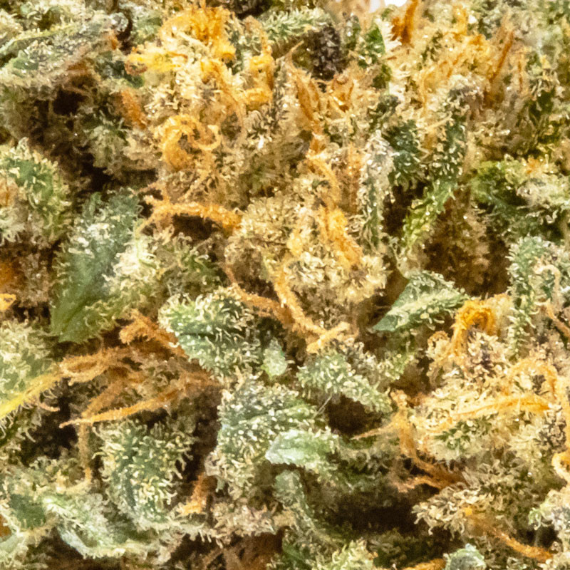 CBD Ice Kush Small Bud - Prémio de interior
