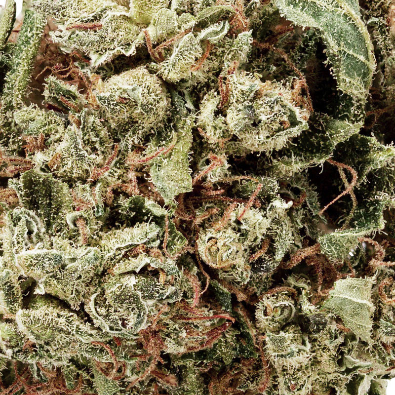 Platinium CBD - AK47 - Small Bud - Indoor - Fleurs de chanvre