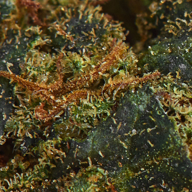 Platinium CBD - 2kittles - Small Bud - Serre - Fleurs de chanvre