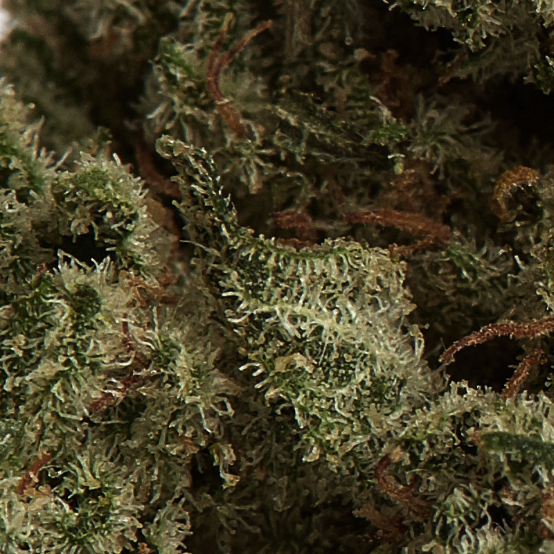 CBD Green Sugar Hanfblüten - Gewächshausanbau