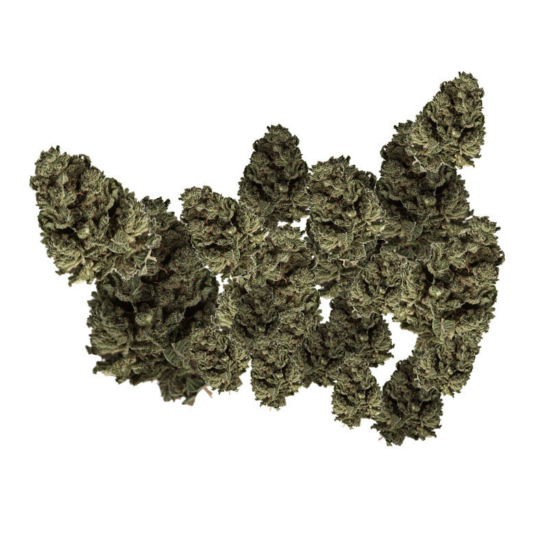 CBD Green Sugar Hanfblüten - Gewächshausanbau
