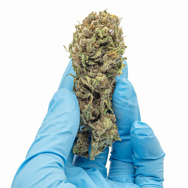 Fleurs CBD Exotic Kush - Platinium - culture serre
