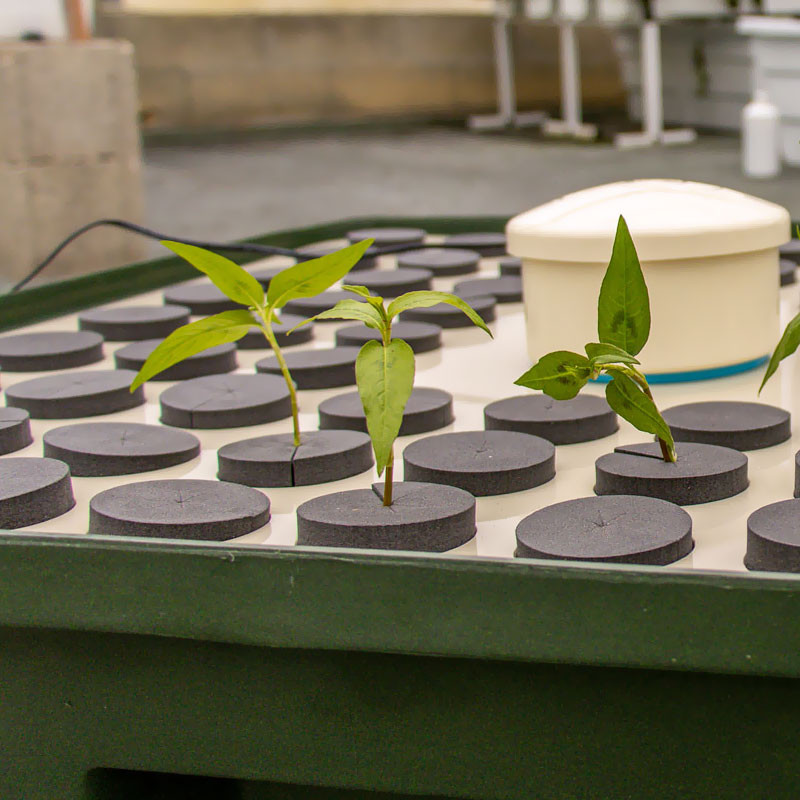 Terra Aquatica - HydroCloner Spinner 72 estacas para cultivo aeropónico de interior