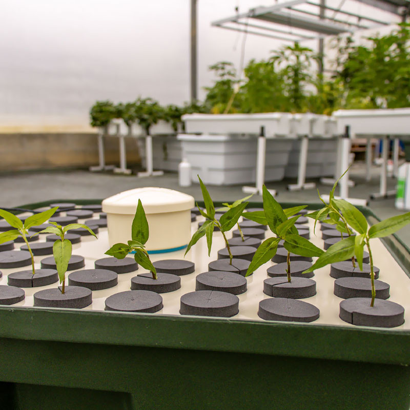 Terra Aquatica - HydroCloner Spinner 72 stekken binnen kweken aeroponic