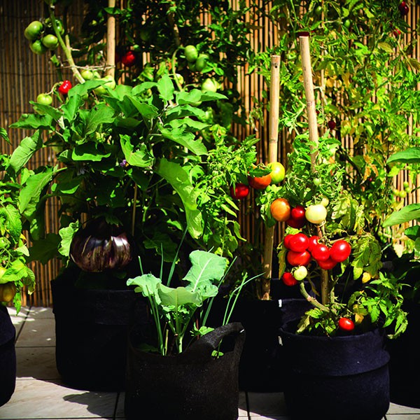 Culture Indoor matériel de jardin hydroponique : Smart Pot 170L